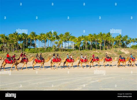 ICONIC CABLE BEACH CAMELS